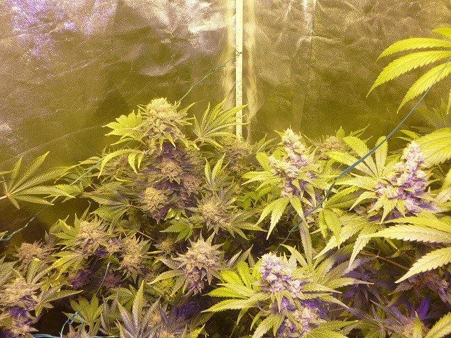 Original Sensible Seeds - Sweet Kush (fem.)