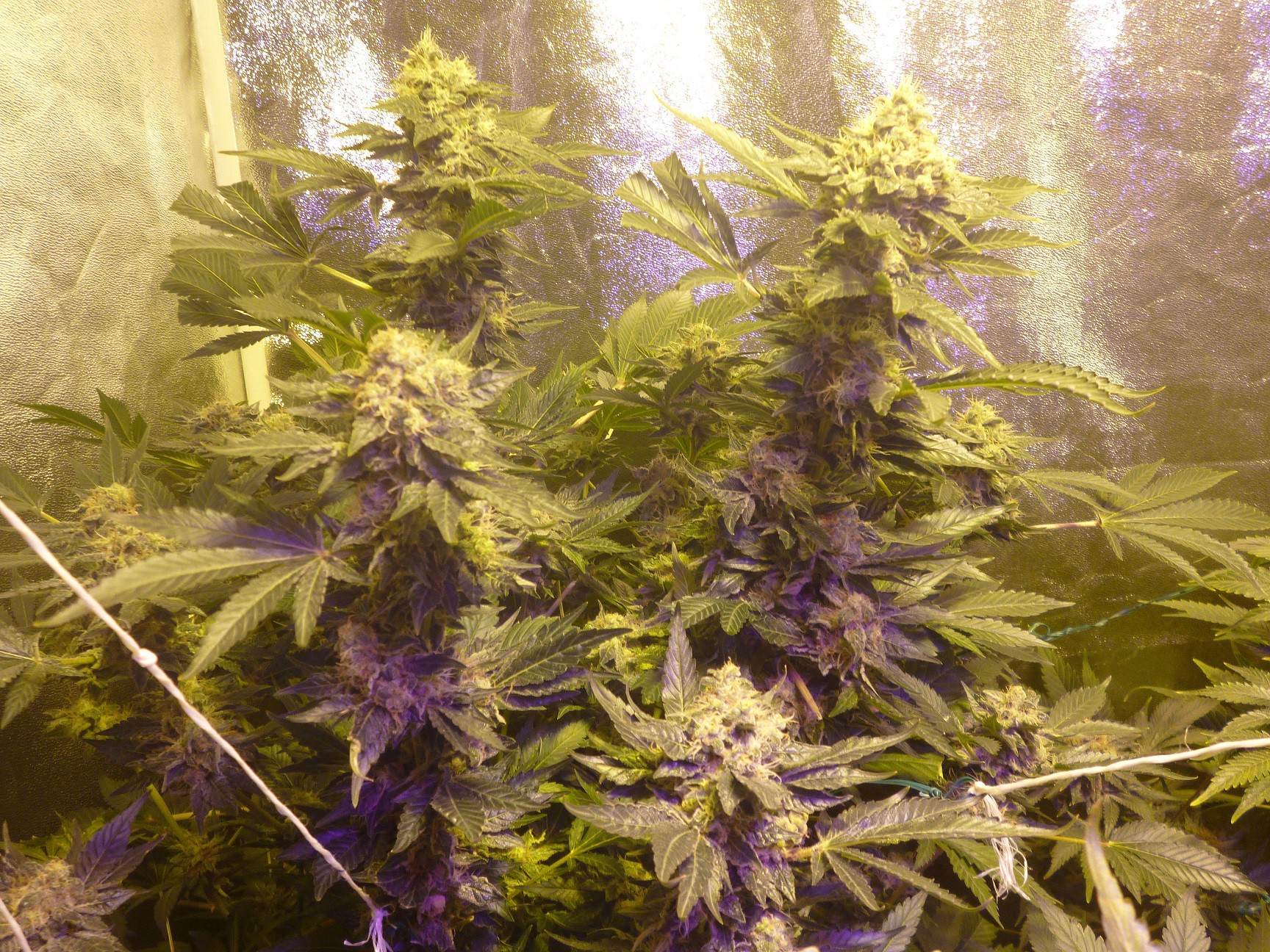 Original Sensible Seeds - Sweet Kush (fem.)