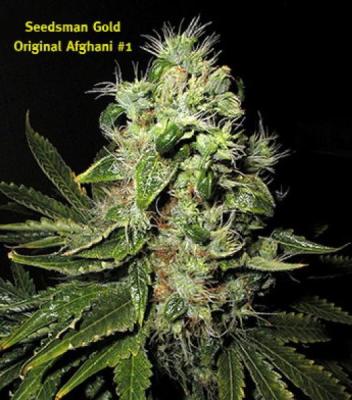 Seedsman - Original Afghani #1 (reg.)