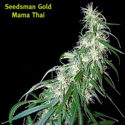 Seedsman - Mama Thai (reg.)