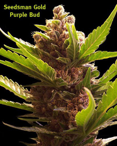 Seedsman - Purple Bud (reg.)