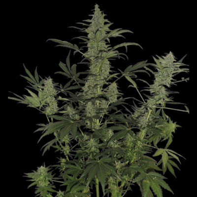 DNA Genetics - 60 Day Lemon (auto/fem.)