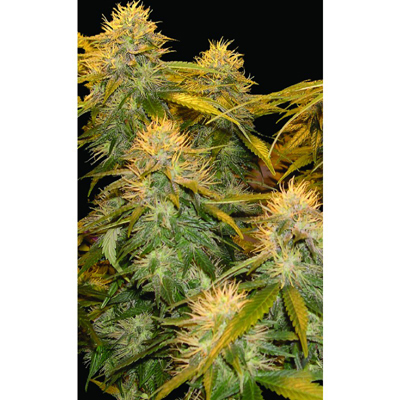 Reserva privada (DNA Genetics Seeds) - Reserva Privada Mix Pack  (fem.)