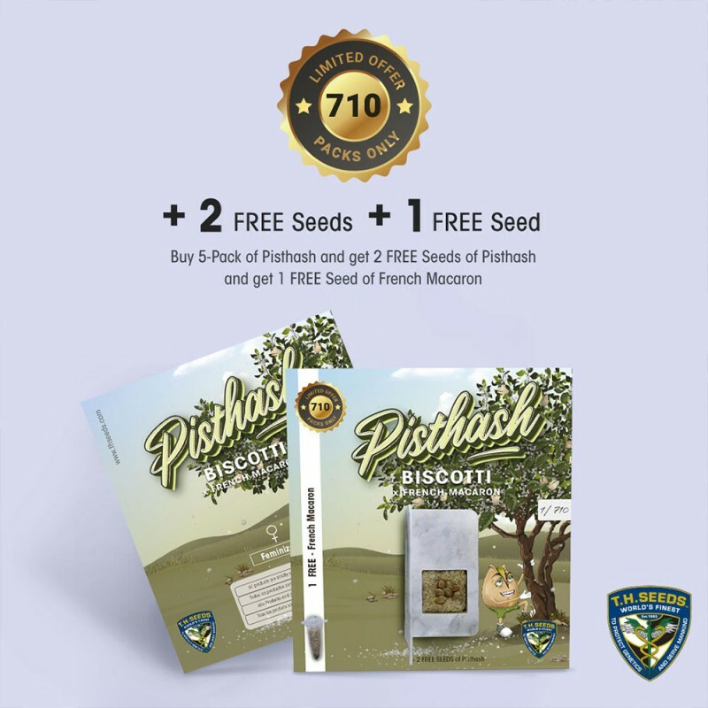 T.H. Seeds - Pisthash (fem.)