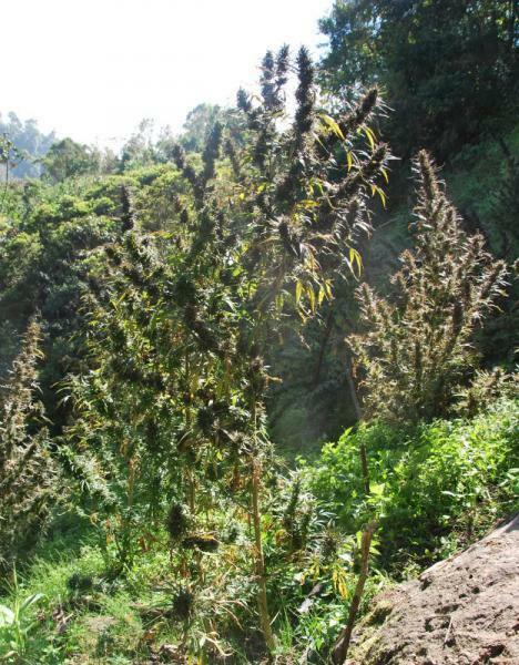 Cannabiogen Seeds - Colombia Mangobiche (reg.)