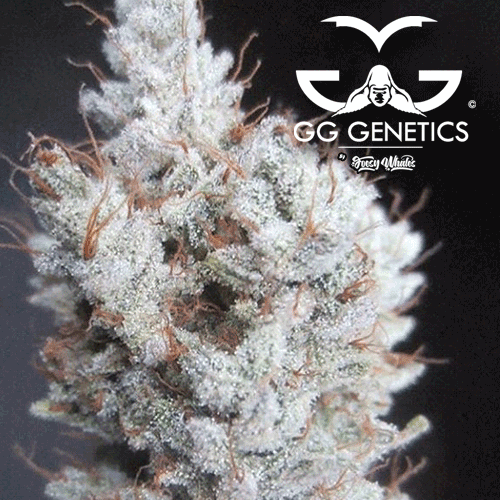 GG Genetics aka GG Strains - Original Gorilla Glue #4 aka GG4 aka Original Glue (fem.)