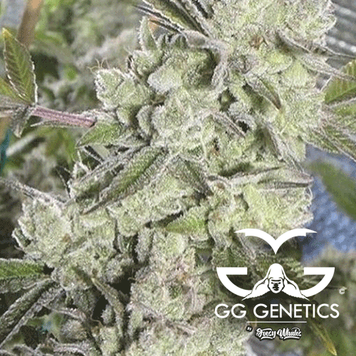GG Genetics aka GG Strains - Original Gorilla Glue #4 aka GG4 aka Original Glue (fem.)