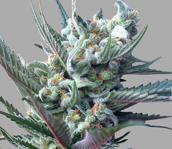 Rare Dankness - Moonshine's Ghost Train (fem.)