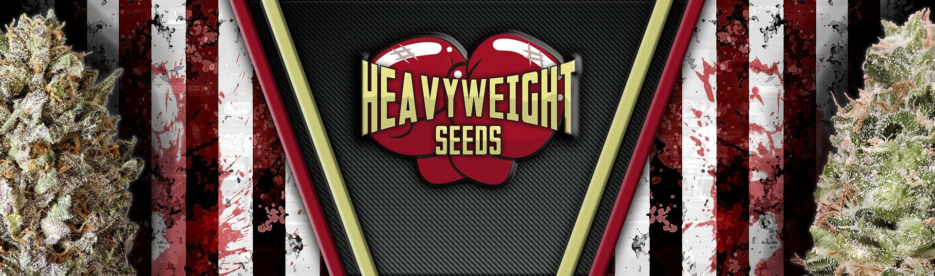 Heavyweight Seeds - Budzilla (fem.)