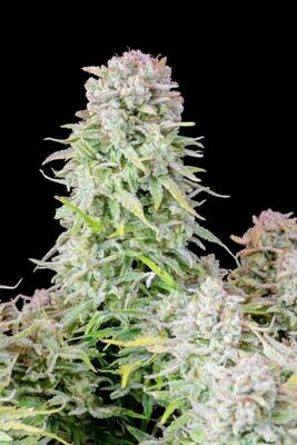 FastBuds - Afghan Kush Auto (auto/fem.) 07713