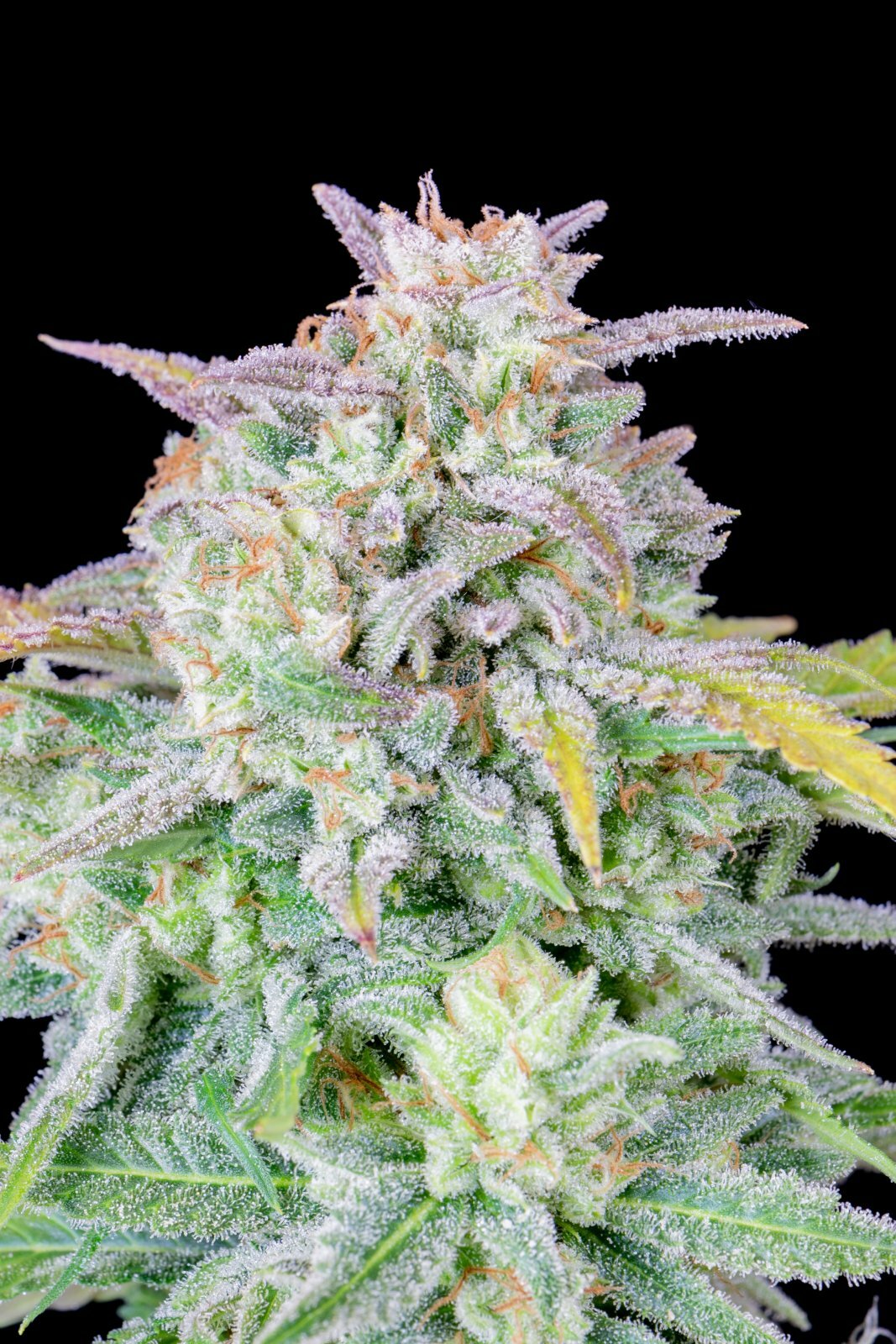 FastBuds - Afghan Kush Auto (auto/fem.)