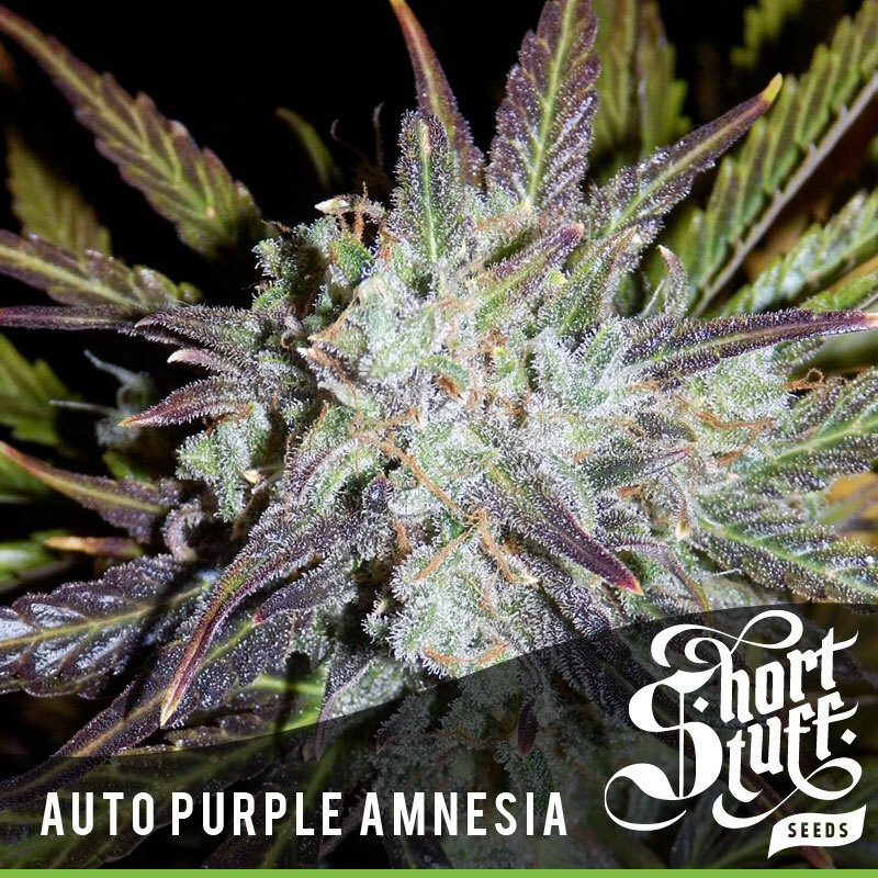 Short Stuff Seeds - Auto Purple Amnesia (auto/fem.)
