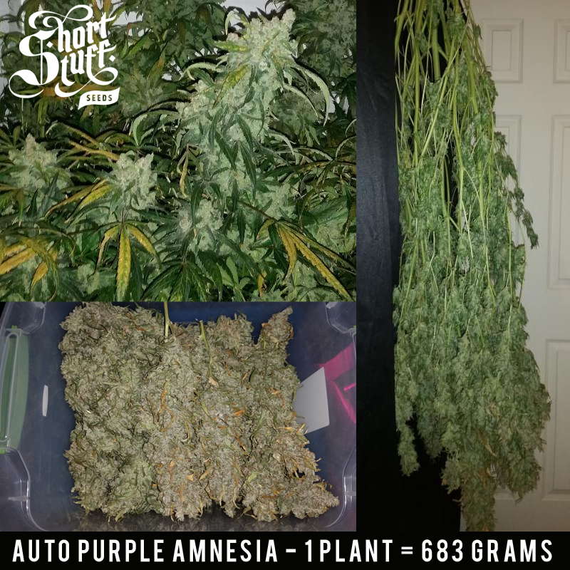 Short Stuff Seeds - Auto Purple Amnesia (auto/fem.)