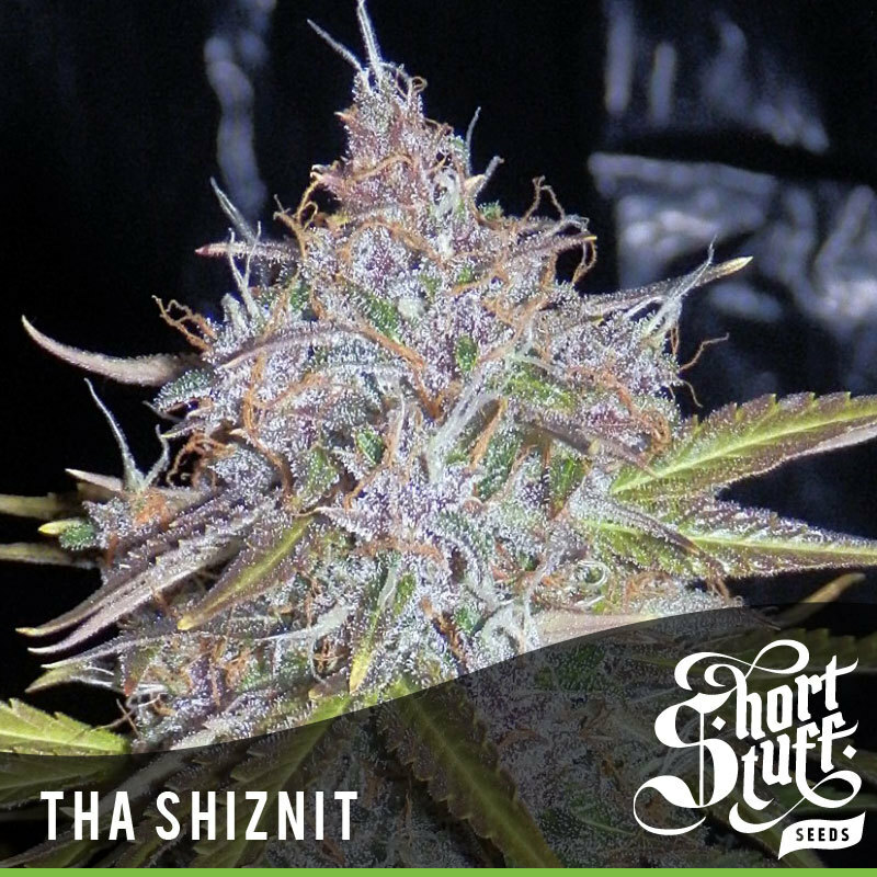 Short Stuff Seeds - Tha Shiznit (auto/fem.) Short Stuff Seeds - Tha Shiznit (auto/fem.)
