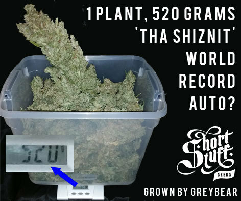Short Stuff Seeds - Tha Shiznit (auto/fem.) Short Stuff Seeds - Tha Shiznit (auto/fem.)