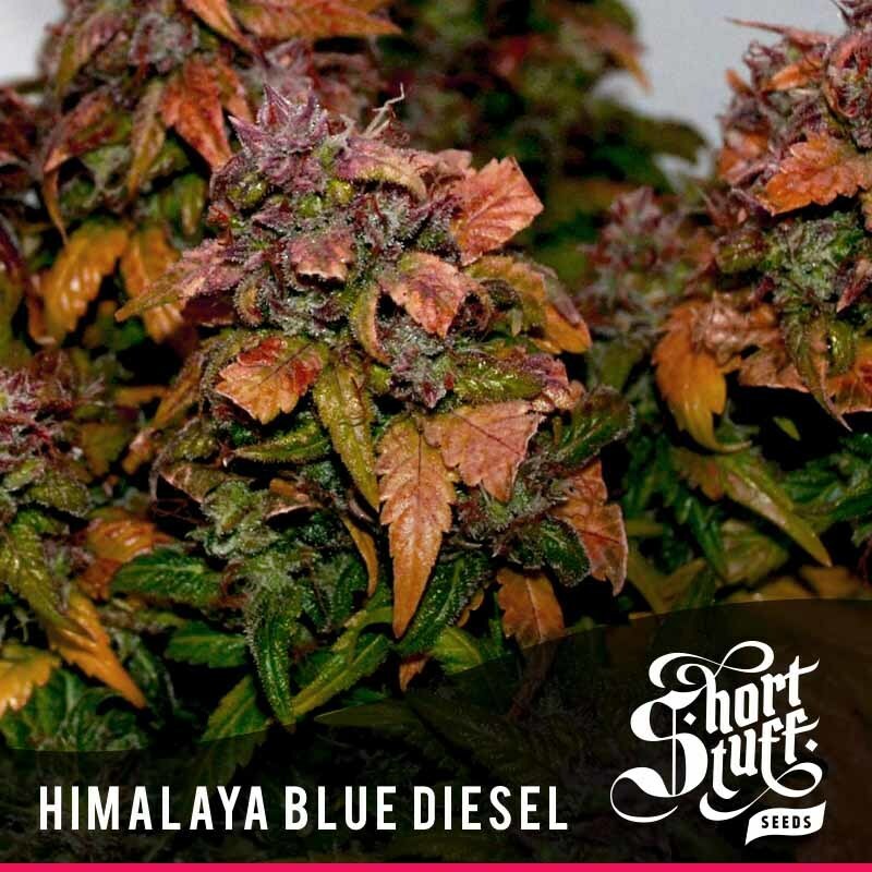Short Stuff Seeds - Himalaya Blue Diesel (auto/fem.)