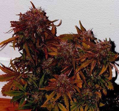 Short Stuff Seeds - Himalaya Blue Diesel (auto/fem.)