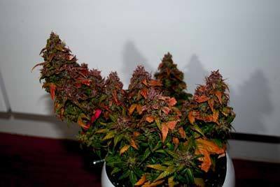 Short Stuff Seeds - Himalaya Blue Diesel (auto/fem.)