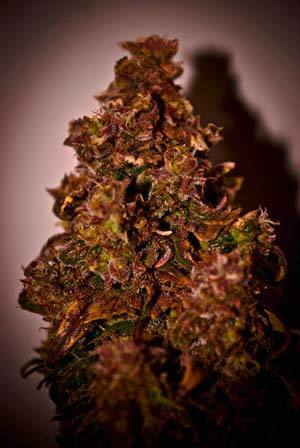 Short Stuff Seeds - Himalaya Blue Diesel (auto/fem.)