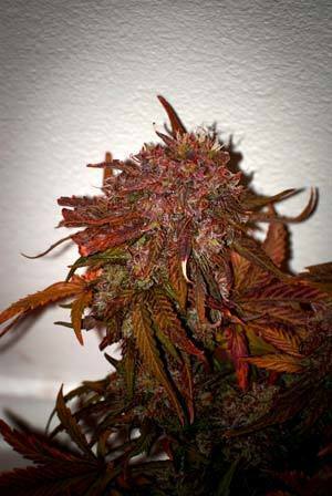 Short Stuff Seeds - Himalaya Blue Diesel (auto/fem.)