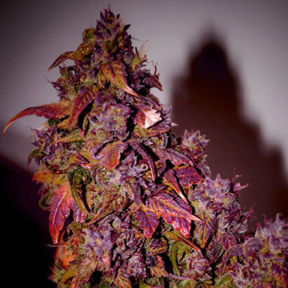 Short Stuff Seeds - Himalaya Blue Diesel (auto/fem.)