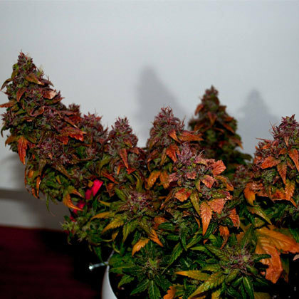 Short Stuff Seeds - Himalaya Blue Diesel (auto/fem.)