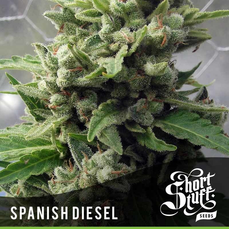 Short Stuff Seeds - Auto Spanish Diesel (auto/fem.)