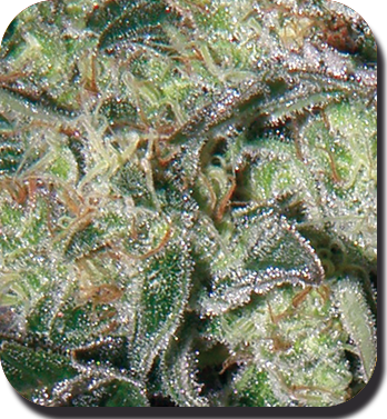 Buddha Seeds - Magnum (auto/fem.)