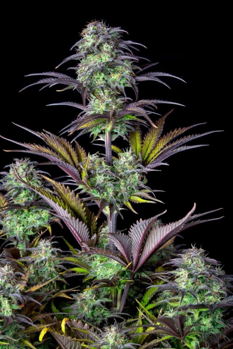 FastBuds - Blueberry Auto (auto/fem.)