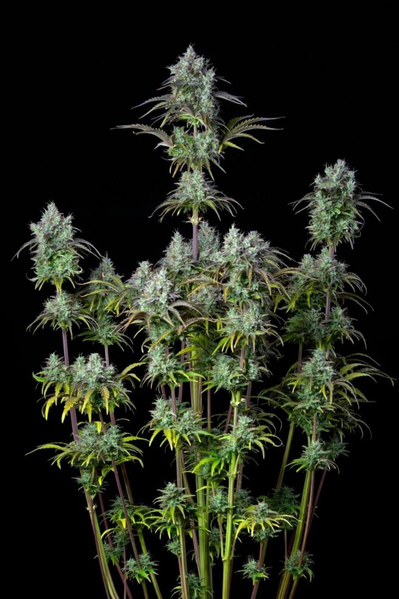 FastBuds - Big Bud Auto (auto/fem.)