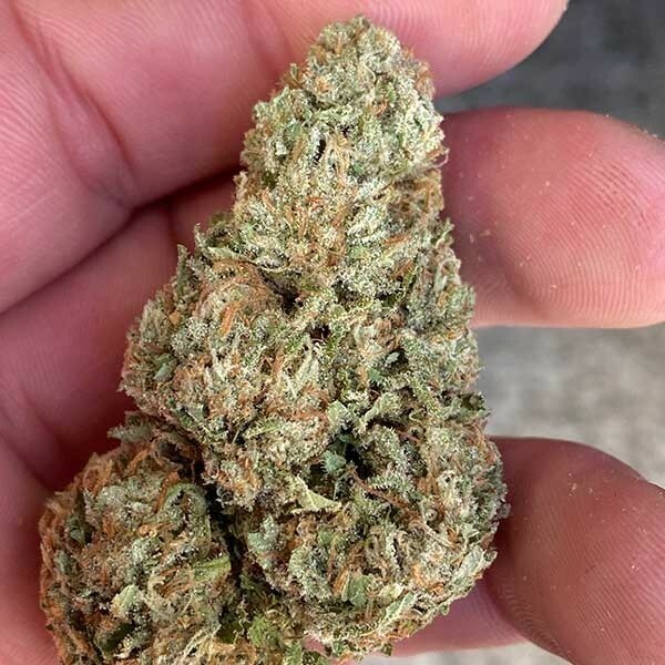 Delicious Seeds - Lord Kush (fem.)