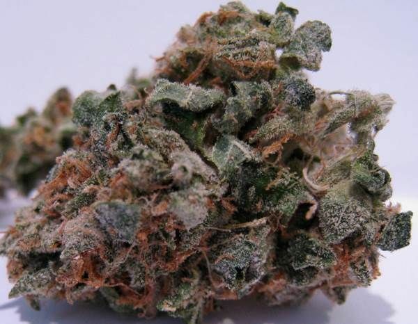 BC Bud Depot - 707 Headband (reg.)