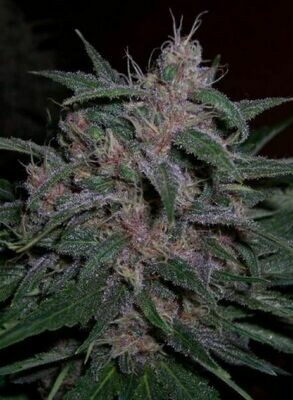 BC Bud Depot - BC Blueberry aka Original Blueberry (reg.) 07731