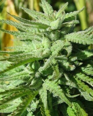 BC Bud Depot - BC Hash Plant (reg.) 07736
