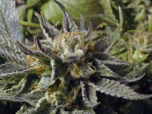 BC Bud Depot - BC God Bud (reg.)