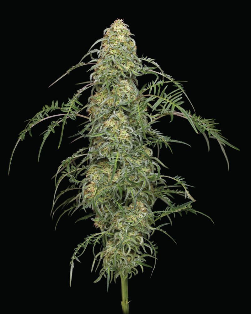 Humboldt Seed Company - Freakshow (fem.)