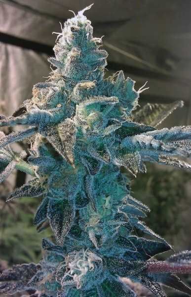 BC Bud Depot - Girl Scout Cookies (fem.)