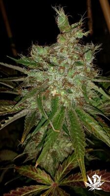 Scorpion Crew (BC Bud Depot) - Garlic Cheese (fem.) 07759