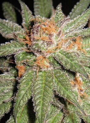 BC Bud Depot - Dynamite OG (reg.) 07757