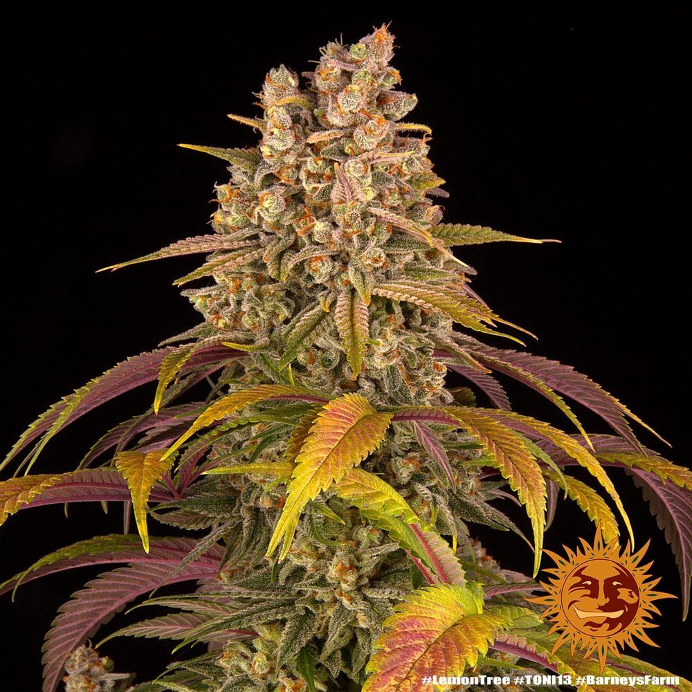 Barney's Farm - Lemon Tree (fem.)