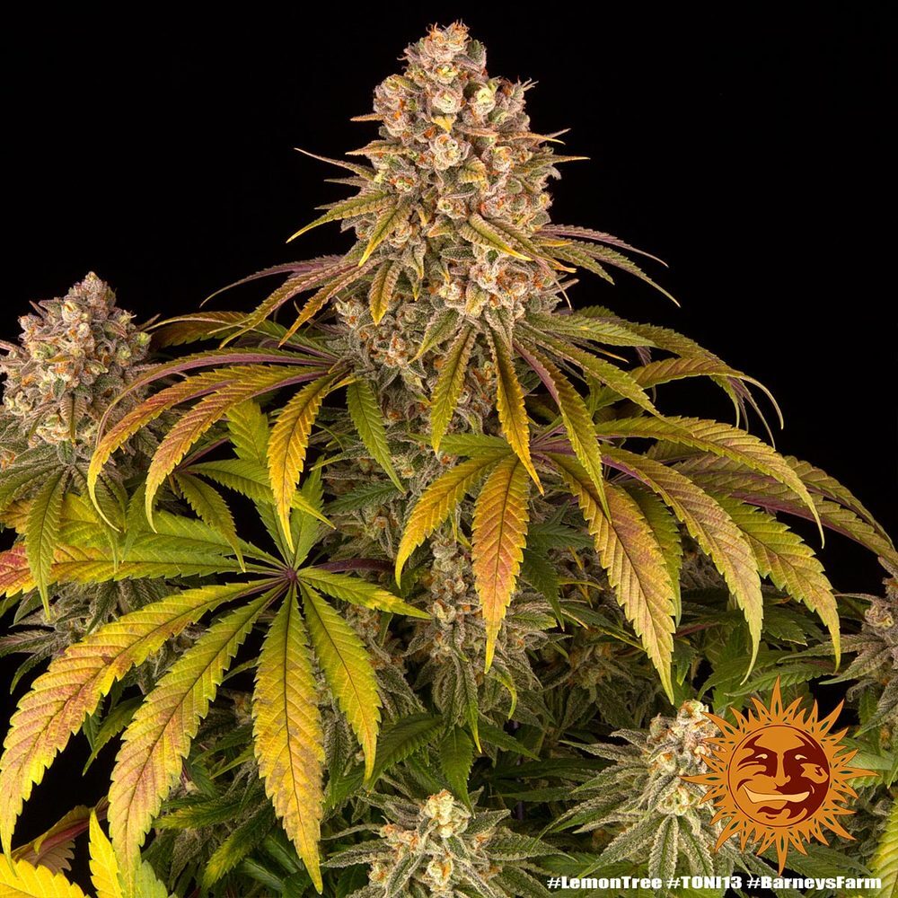Barney's Farm - Lemon Tree (fem.)