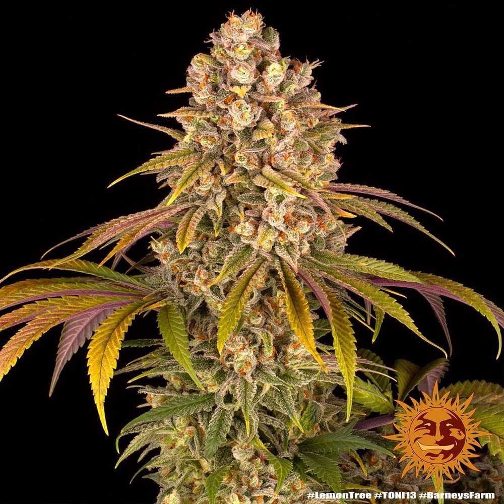 Barney's Farm - Lemon Tree (fem.)