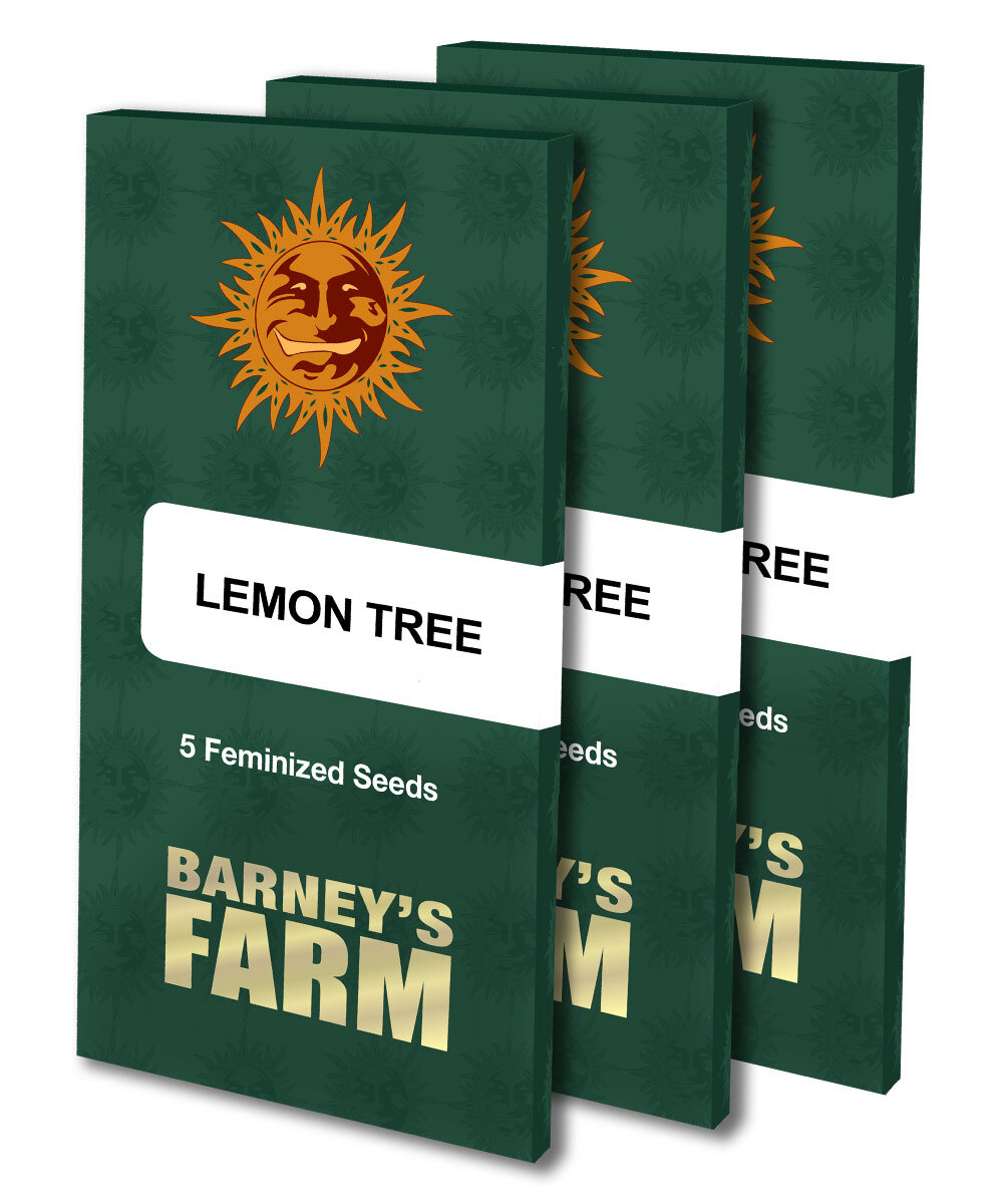 Barney's Farm - Lemon Tree (fem.)