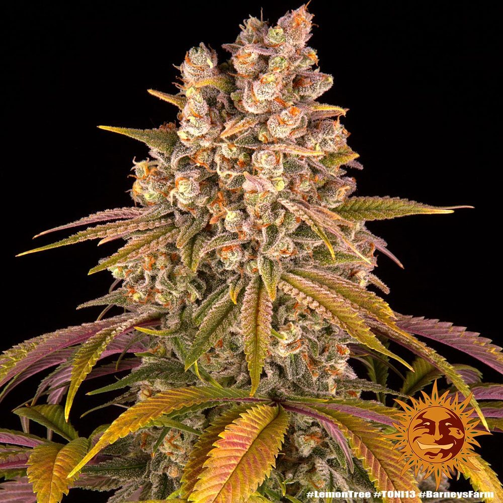 Barney's Farm - Lemon Tree (fem.)