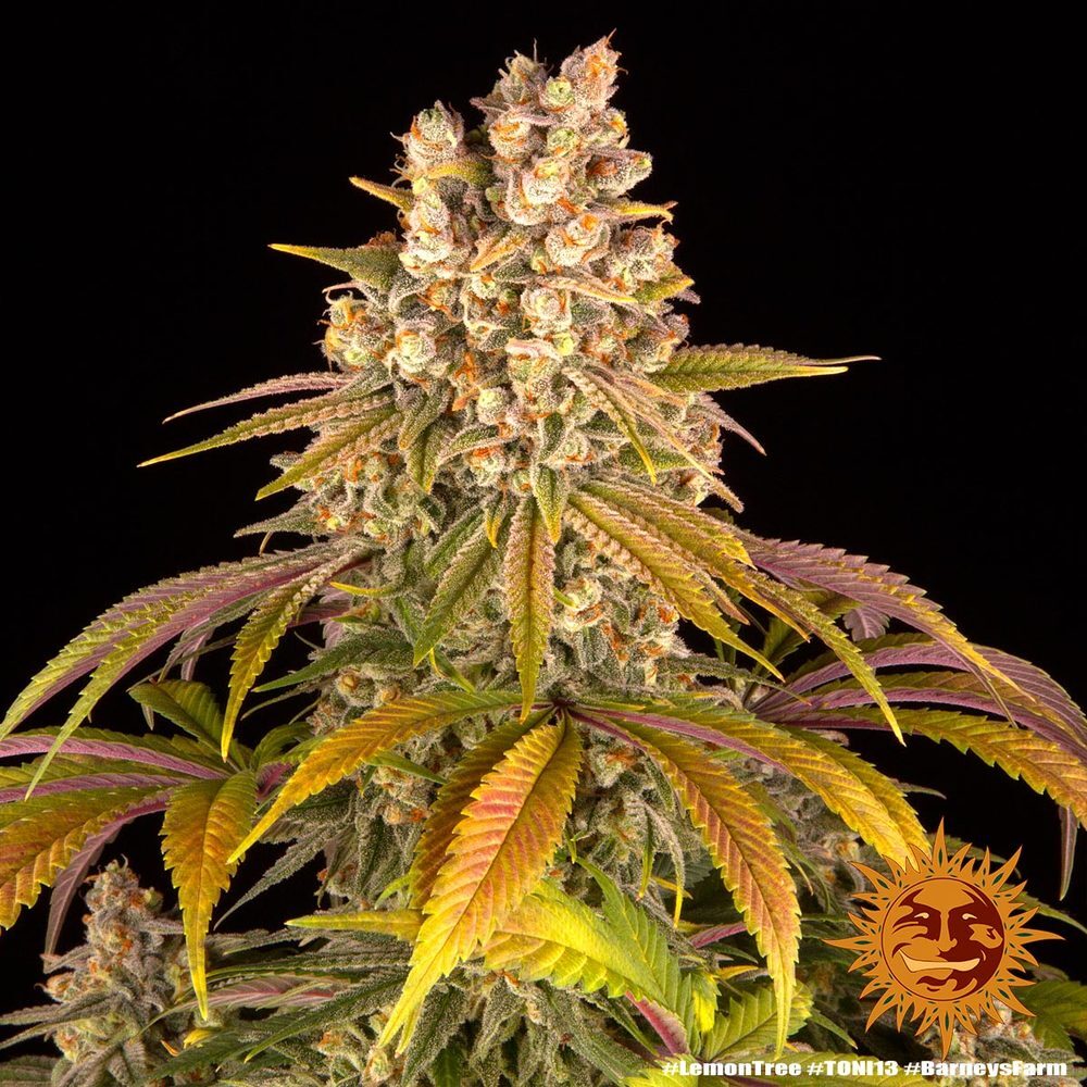 Barney's Farm - Lemon Tree (fem.)
