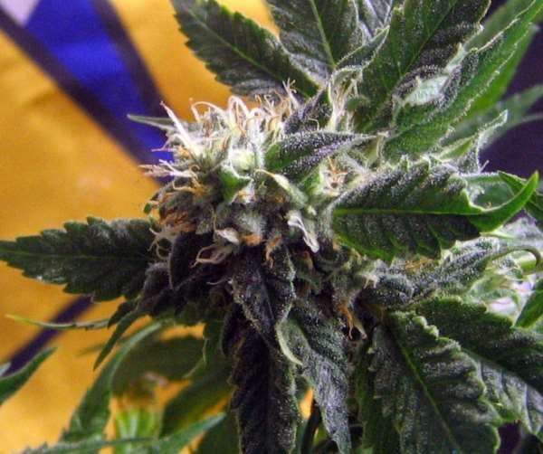 BC Bud Depot - CBD God Bud (reg.)