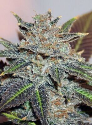 BC Bud Depot - Night Nurse (reg.) 07770