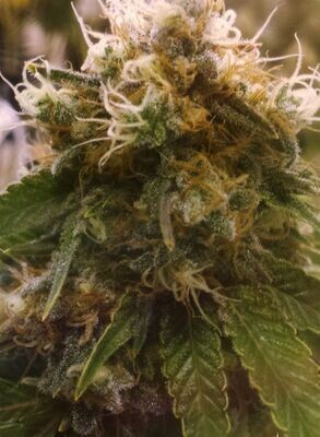BC Bud Depot - Honey OG (fem.) 07769