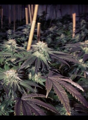 BC Bud Depot - Shiatsu Kush (reg.) 07772