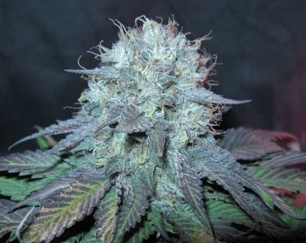 BC Bud Depot - The Big (reg.)